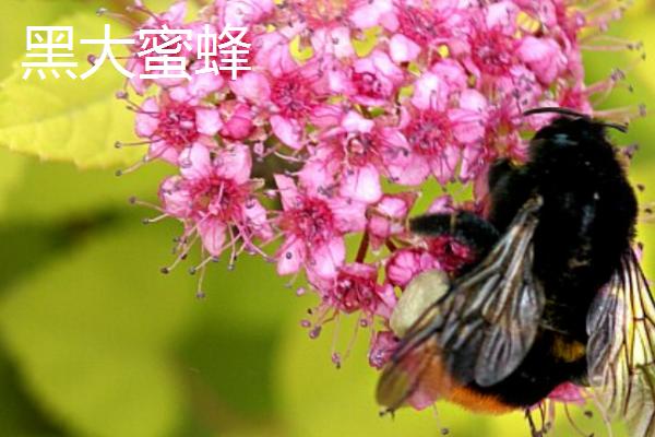 蜜蜂的种类，全世界一共有9种