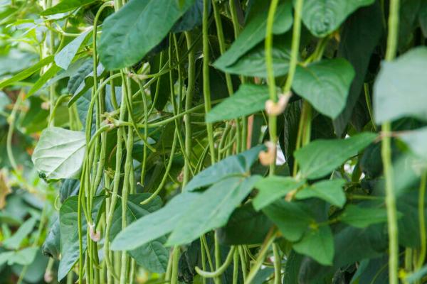 哪些蔬菜在8月份种植，包括黄瓜、西葫芦、芥菜等品种