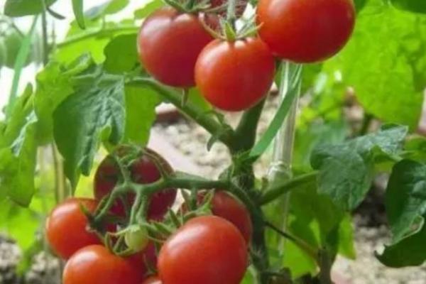 番茄为何坐果率低以及怎么解决，过量使用氮肥会导致植株旺长、继而影响结果