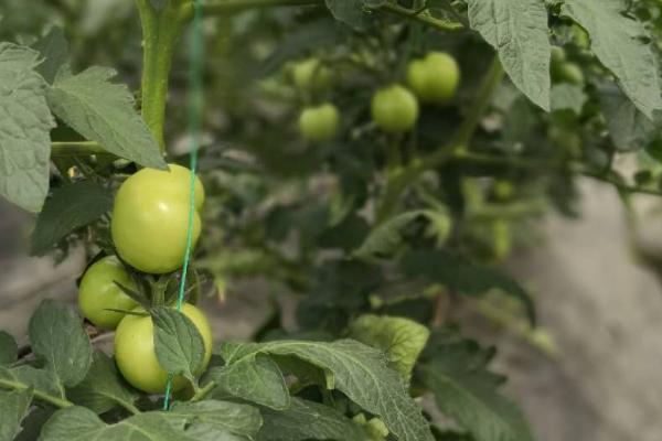 番茄为何坐果率低以及怎么解决，过量使用氮肥会导致植株旺长、继而影响结果