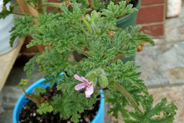 驱蚊草介绍，属于牻牛儿苗科、香叶天竺葵种植物