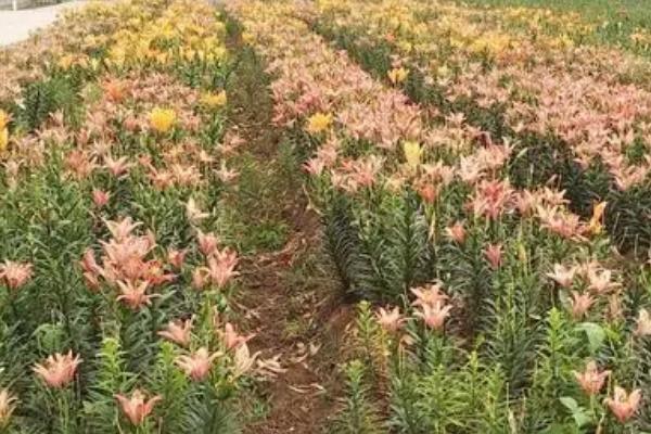 百合花的繁殖方法，春季可在苗圃中播种