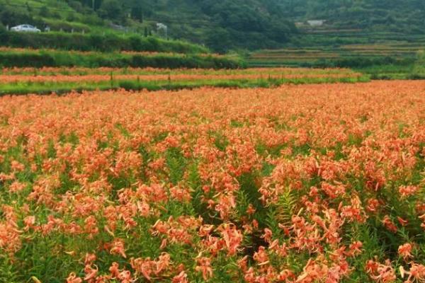 百合花的繁殖方法，春季可在苗圃中播种