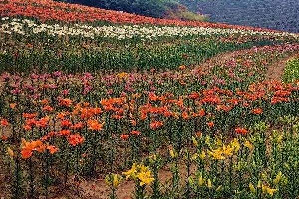 百合花的繁殖方法，春季可在苗圃中播种