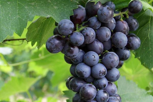夏黑葡萄有没有籽，属于无籽早熟品种