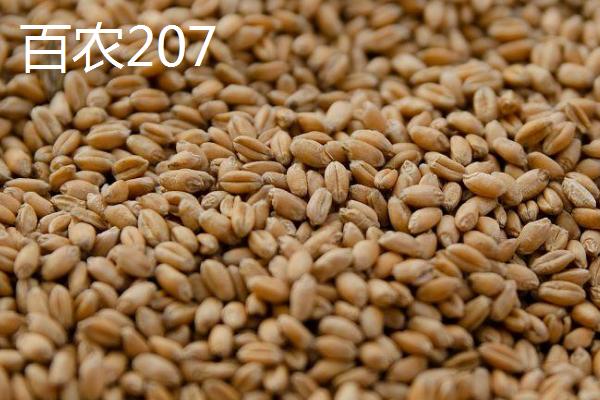 优质小麦种子介绍，要选择适合当地栽种的品种