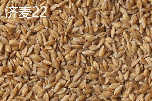 优质小麦种子介绍，要选择适合当地栽种的品种