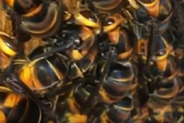 胡蜂蜂王的价格，会受到蜂王品种的影响