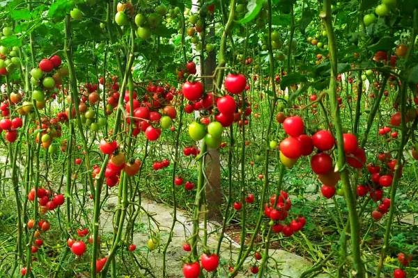 大棚种植圣女果如何提高产量，根据植株的长势来浇水施肥