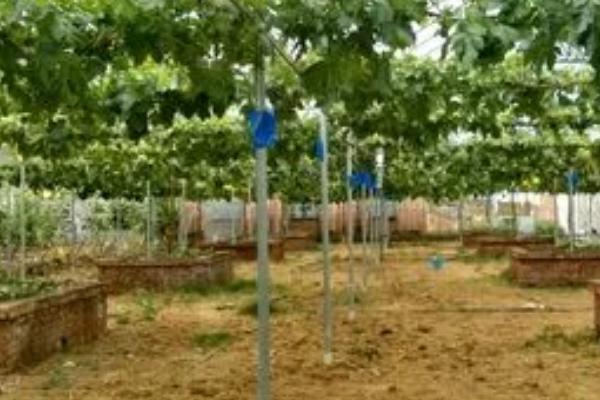 葡萄限根栽培技术，是将根系限制在一定区域中