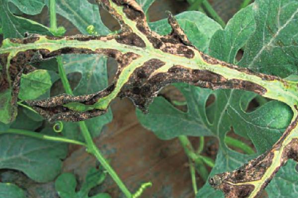 西瓜疫病症状，主要危害西瓜的根茎部