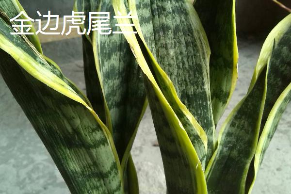 虎尾兰品种介绍，包括金边虎尾兰、短叶虎尾兰、圆叶虎尾兰等品种
