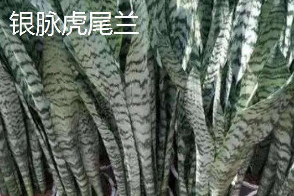 虎尾兰品种介绍，包括金边虎尾兰、短叶虎尾兰、圆叶虎尾兰等品种