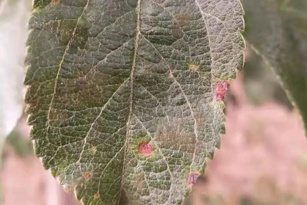 苹果黑星病介绍，主要危害叶片和果实