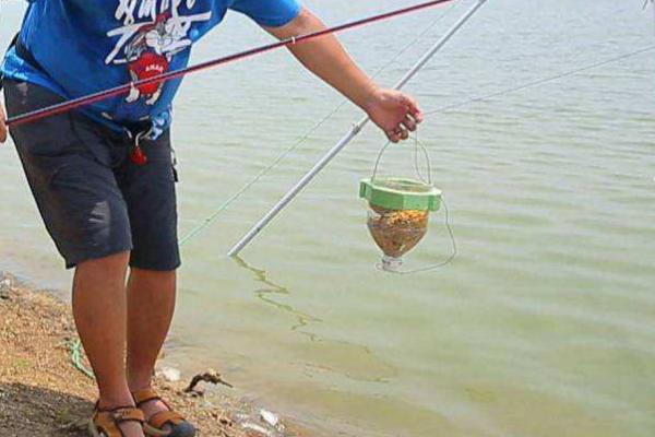垂钓麦穗鱼的技巧，可从钓底开始向上搜索鱼层