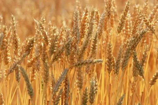 沧麦17小麦品种简介，该品种属半冬性中熟抗旱品种