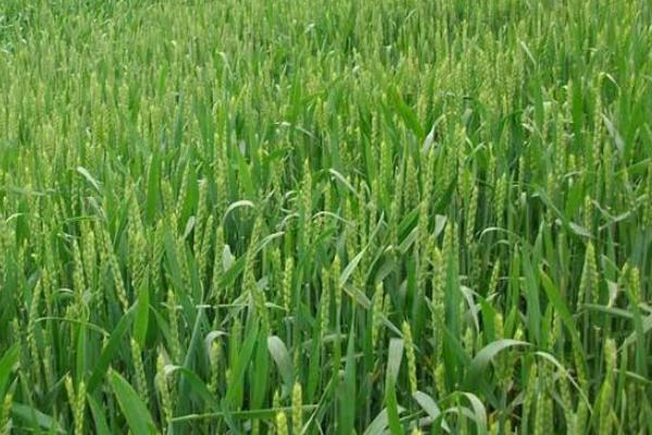 衡育3号小麦品种简介，每亩适宜基本苗22～25万
