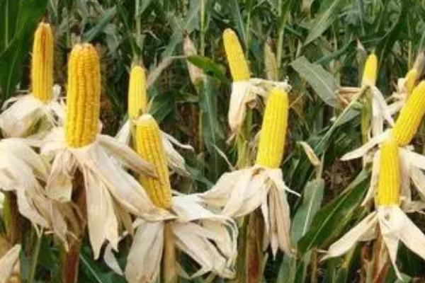 鑫育138玉米种子特征特性，密度4200—4800株/亩