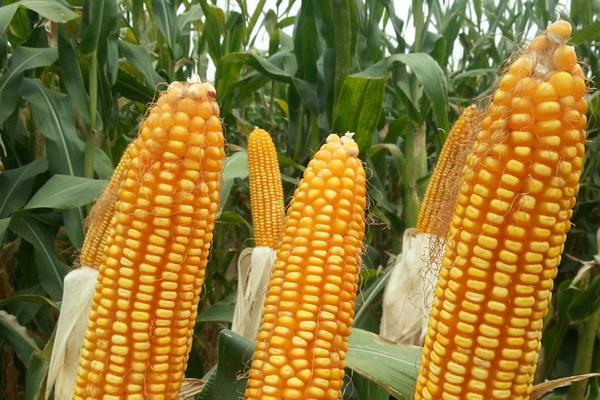 鑫育138玉米种子特征特性，密度4200—4800株/亩