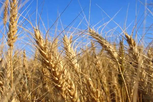 X294小麦品种的特性，4月下旬至5月上旬播种