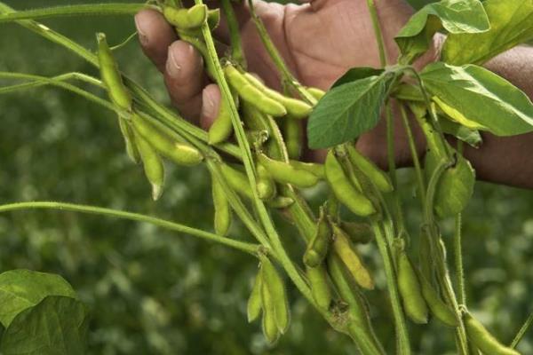 蒙科豆14大豆种子介绍，播种期：4月下旬