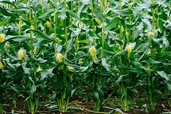 联农106玉米种子介绍，适宜播种期4月下旬—5月上旬