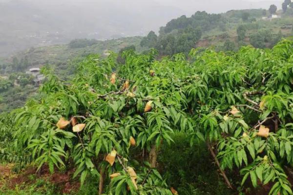 水蜜桃的种植方法，修剪枝叶与树根之后再定植