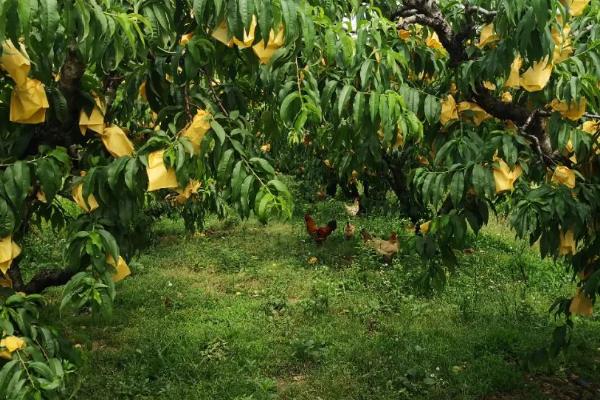 水蜜桃的种植方法，修剪枝叶与树根之后再定植