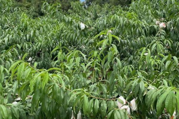 水蜜桃的种植方法，修剪枝叶与树根之后再定植