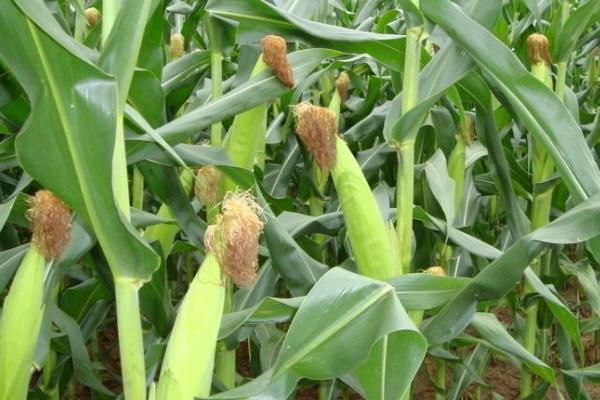 GH7788玉米种子简介，适宜在肥力中上等的地块种植