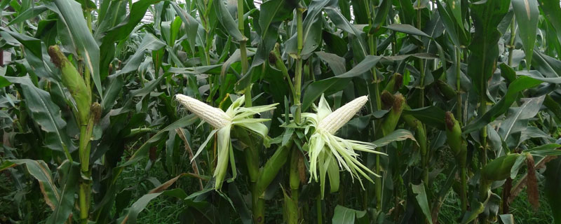 5GK392玉米种子特点，密度4000株/亩左右