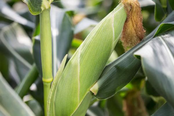 GZ1958玉米种子特征特性，适宜在肥力中上等的地块种植