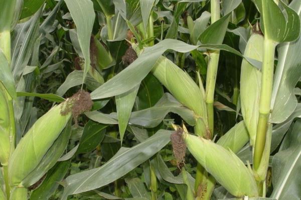 铁穗3188玉米种子特点，密度4000株/亩左右