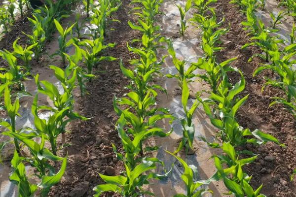 梨玉218玉米种子特征特性，中等肥力以上地块栽培