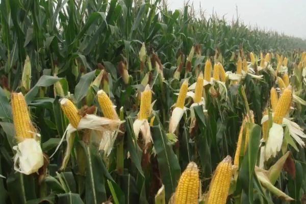 博泰219玉米品种简介，4月下旬至5月上旬播种