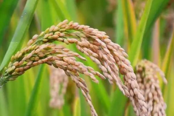 通系966水稻品种简介，7月上中旬注意防治二化螟