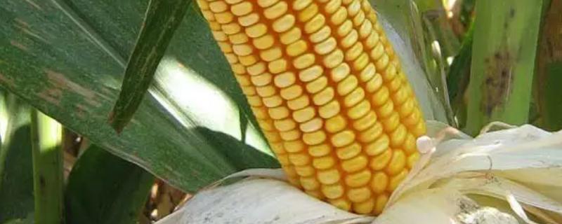 益农玉379玉米种子特点，普通玉米品种