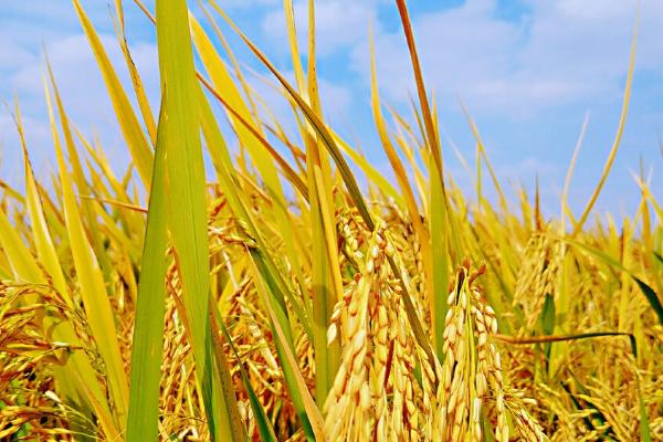 吉大166水稻种子简介，生育期间注意及时防治稻瘟病