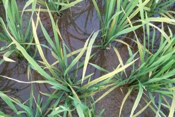 吉大166水稻种子简介，生育期间注意及时防治稻瘟病