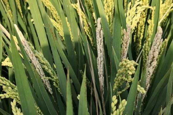 天农12水稻种子特点，普通粳稻品种
