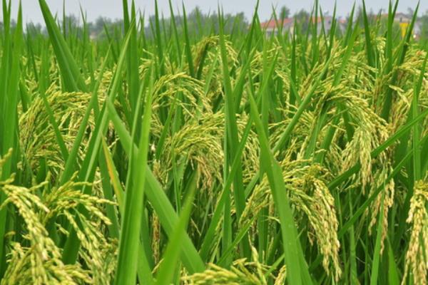 合粳20水稻品种的特性，该品种主茎12片叶