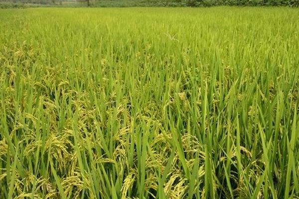 乾稻155水稻种子介绍，该品种主茎12片叶