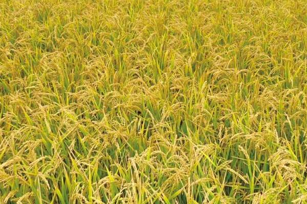 龙盾720水稻种子特点，该品种主茎12片叶