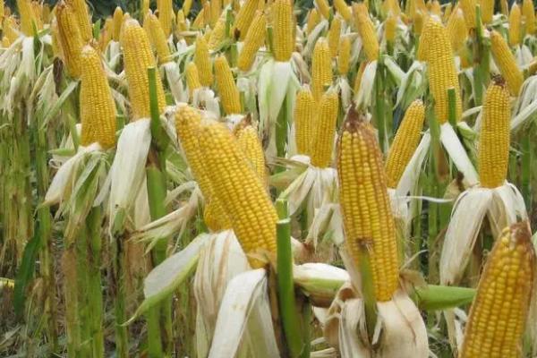 东农297玉米品种的特性，选择中上等肥力地块