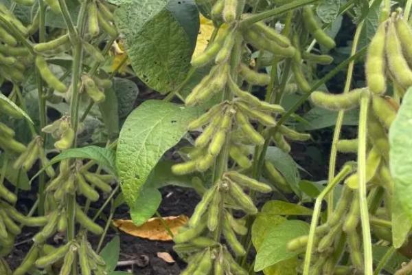 黑农554大豆种子特征特性，在适应区5月中旬播种