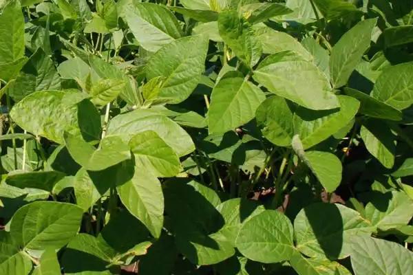黑农554大豆种子特征特性，在适应区5月中旬播种