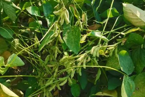 黑农311大豆品种简介，在适应区5月上旬播种