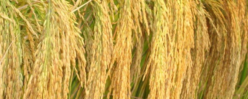 牡科稻10号水稻品种简介，该品种主茎11片叶