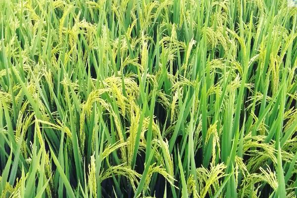 东富192水稻种子特点，该品种主茎12片叶