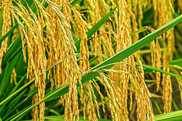 龙庆粳13水稻种子简介，该品种主茎12片叶